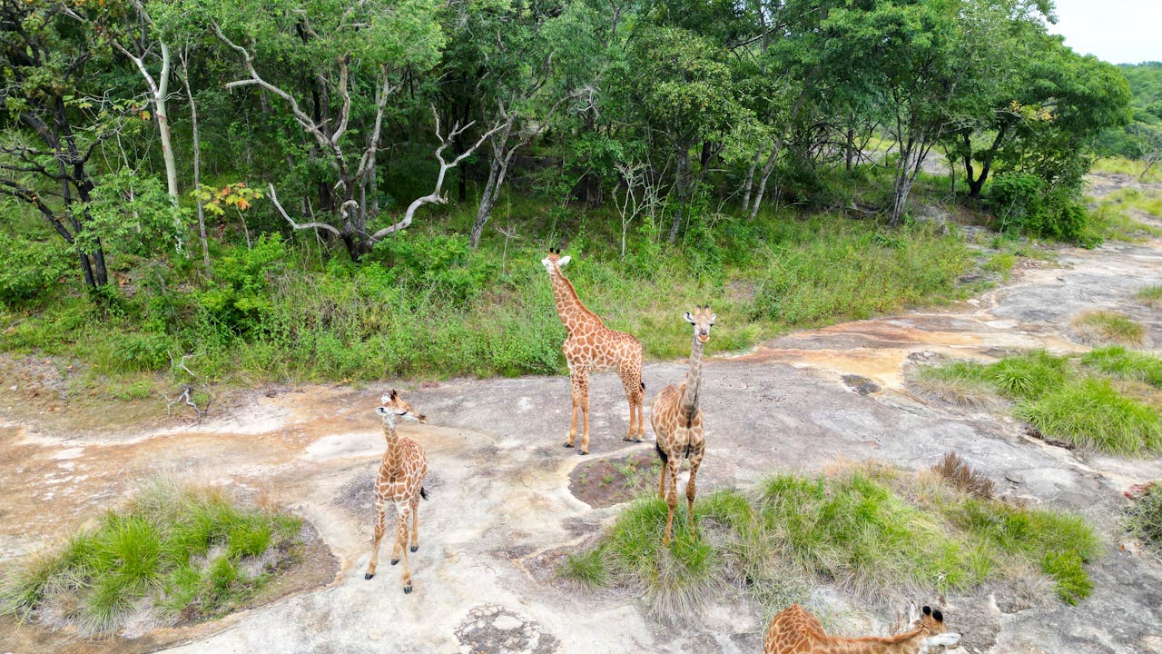 mozambique